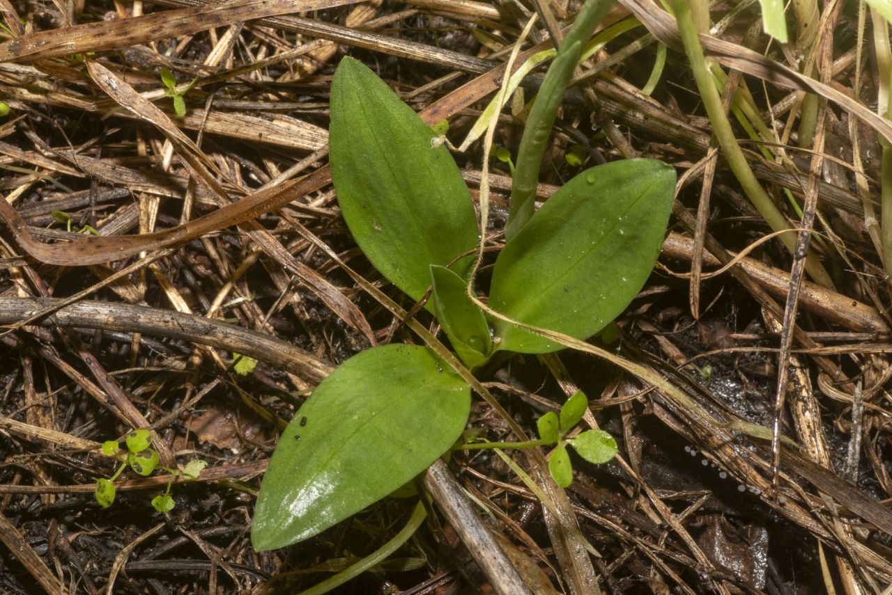 Lorchidea dellautunno: la Spiranthes spiralis a Ostia